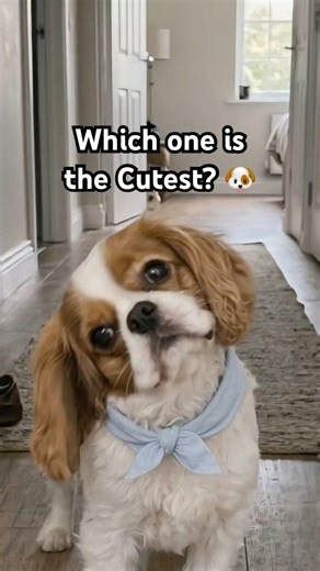 Pick your Favorite 🥰 #puppy #dogshorts