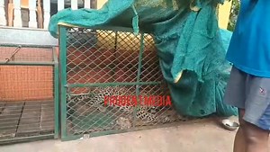 Leopard Trapped In Forest Dept Trap Leopard caught in trap set by forest dept at Harmal-Nanoskar Wada; to be released into natural habitat after medical examination #Goa #Leopard #Trapped #Harmal | Prudent Media