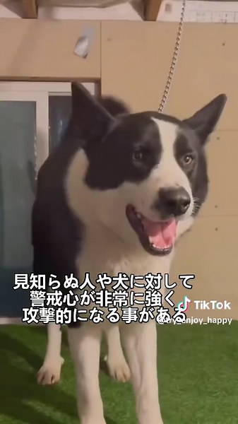 カレリアンベアドッグ