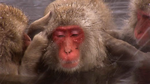 How Snow Monkeys Survive Winter in the Japanese Alps | Britannica