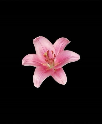 No One Noticed - The Marías (Extended Spanish Lyrics)