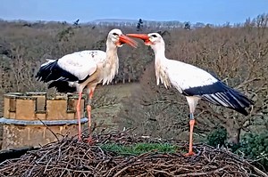 WHITE STORKS NESTING, ENGLAND, LIVE WEBCAM