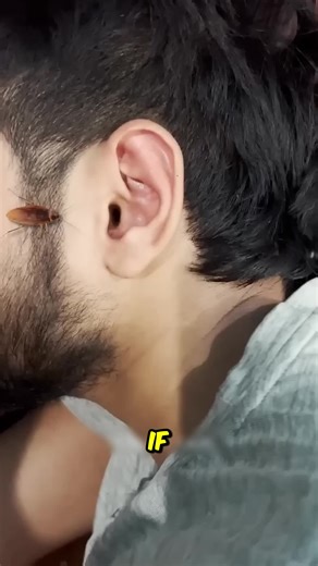 Effective Ways to Remove Cockroaches Safely