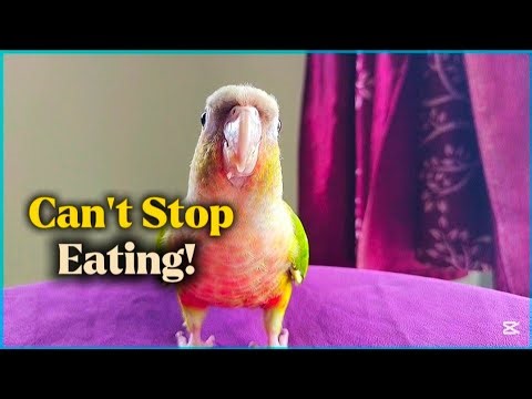 Pineapple Conure’s Hilarious Eating Show! 🤪