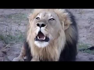 Lion sound of gir India | Asiatic lion roaring