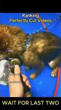 Perfect Cut Moments Ranking #shorts