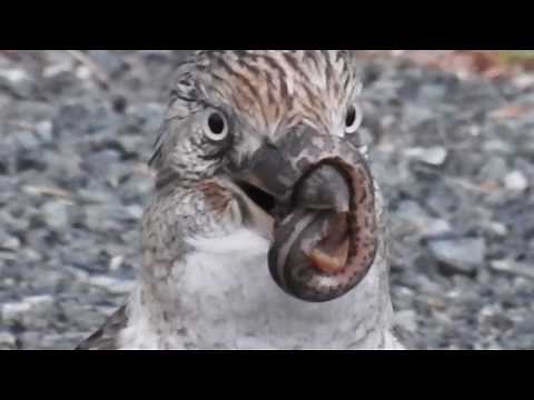 Kookaburra Bird Eats Python Snake