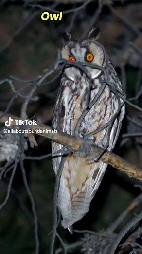Owl Sounds: All About Animal Sounds