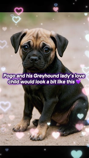 Pogo saw his greyhound lady today. She sniffed a bag of ice that we were carrying and pogo was very impressed by her long snoot. This is their potential love child pug x greyhound 😆😆😍 #fyp #fyp≥ #doglover #doglovestory #seniordoglife #seniorpuglife #havingadog #pugtok #greyhoundtok #lifewithpug #mypet #pugsoftiktokpuglife #puglife #seniordogs #seniordogtiktok #havingadogbelike #fypage #doglife