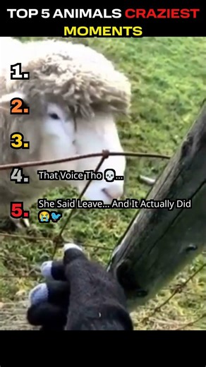 Animals doing crazy things Which one of them shocked you #viral #funny #funnyanimals