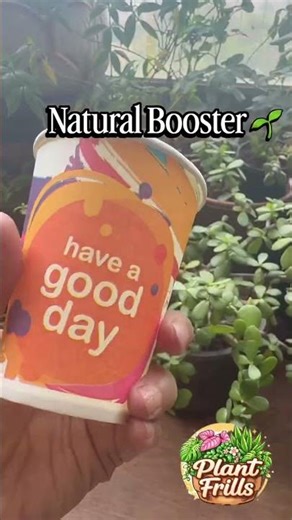 How to propagate Adenium from cutting🌺🌱 #plantfrills #adenium