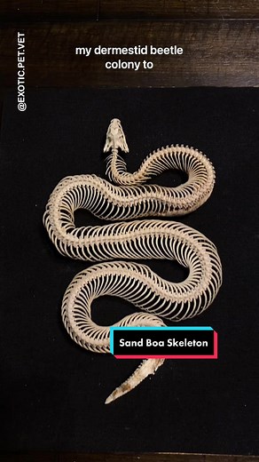 Sand Boa Skeleton: A Unique and Beautiful Tribute
