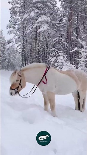 Fjord Horse 🐴🇳🇴 The Viking’s Faithful Companion