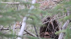 Discovering Bigfoot - Apple TV