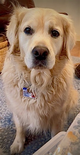 Dis Pops a protection guard dog. 🐕 | Along Came Polly, Rosie and Bubba