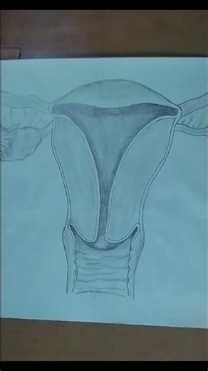 Female reproductive system structure for viva 📚 #viralshort #shortvideo #explorepage #biology #viral