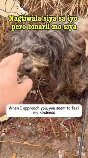 She was shot with an arrow throw her legs, rescued #trending #foryou #viral #dog