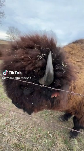 Dusty Baker on TikTok