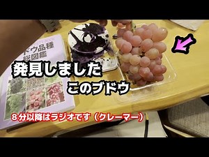 とうとう発見したぶどうの解説、サニールージュかとちんぶどう栽培のススメ８分以降はラジオです（クレームについて(*^-^*)）