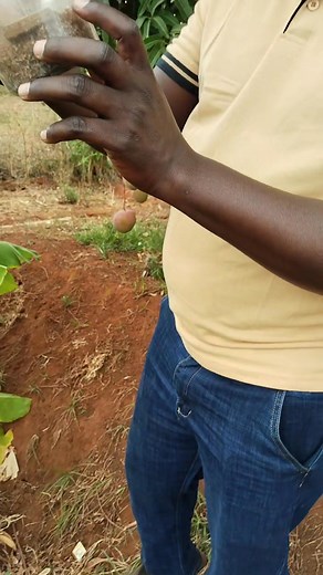 Fruit fly management in fruits 🥭 | Jeremiah Kawai