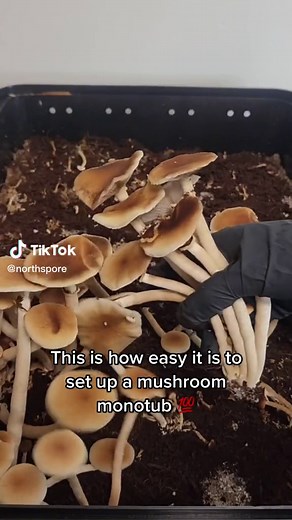 Grow Your Own Mushrooms: Easy Monotub Setup with North Spore