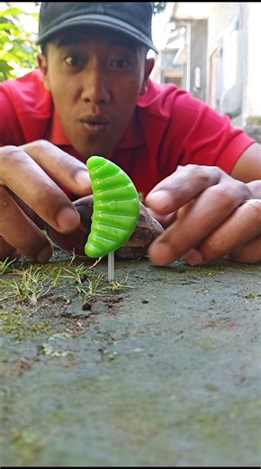 while feeding snails, they were attacked by millipedes #snail #millipede