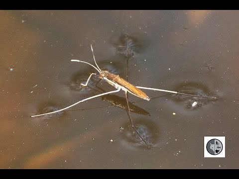 Les insectes patineurs/Water strider bugs