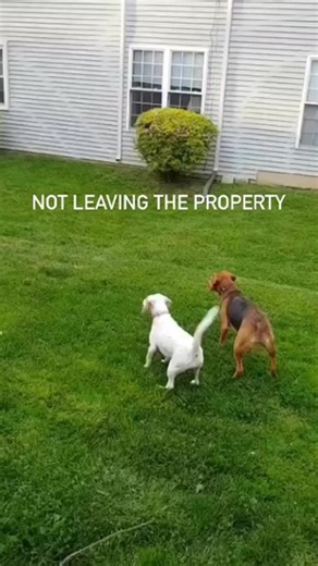 In-person, hands-on training the most advanced technology = results like this 🏡 | Invisible Fence Brand