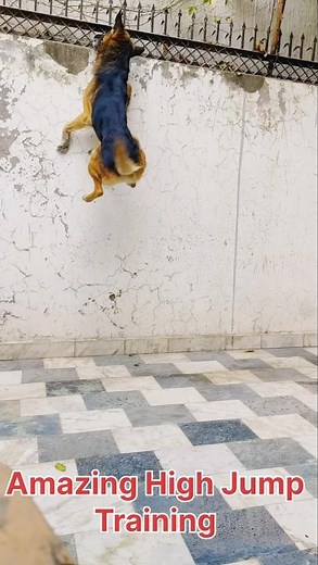 GSD High Jump at Home 🐾 | German Shepherd Powerful Jump Training 🐶जर्मन शेफर्ड हाई जम्प 👍🏻 shorts
