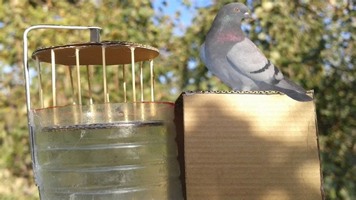 How to make bird trap - awesome quick bird trap