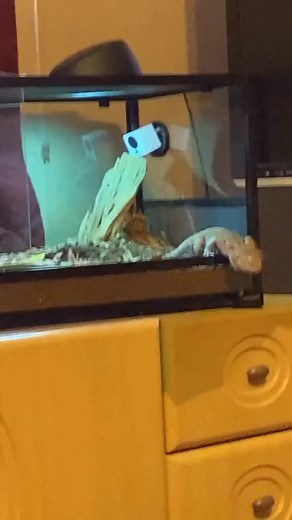 825K views · 13K reactions | Run! #beardeddragoncare #beardeddragonbreeder #beardeddragonsofinsta #beardeddragonlife #beardeddragons #beardeddragon | Bearded Dragon Lovers Community | Facebook