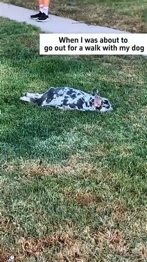 212K views · 3.8K reactions | #fyp #deer #animals #usa #heartwarming #Love #cute #pet | Loveanimals69 | Facebook