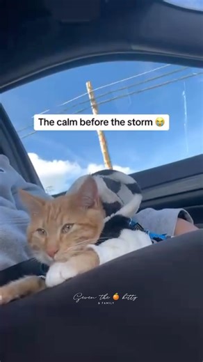 How much has changed in 2 years… #seventheorangecat #pupcup #catfashion #catlovers #cats