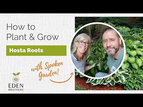 How to Plant and Grow Hosta Roots