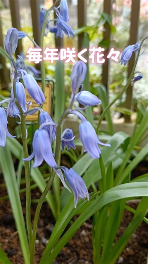 【ガーデニング】毎年咲く花５選 #flowers #gardening #園芸