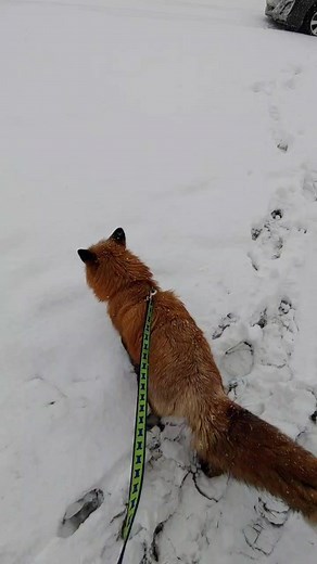 red foxes love the snow and the cold. all he ever wants to do is be outside. he literally hates coming inside.