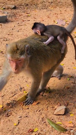 Adorable Little Boy Patch With Mom Pieper