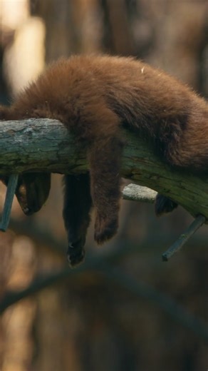 Enjoy this bear’s-eye view of autumn in Yosemite National Park 😌🍂🐻 Fall is the last chance for this young black bear family to feed before hibernation. 🎥: #AmericasNationalParks