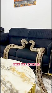 71K views · 951 reactions | Snake Girls #fbreelsfypシ゚viralシ #fypシ゚viralシfypシ゚ #viralreels #fbreels #viralreelschallenge #reelsviral #goviral #fypviral #videoviral | Global Gold Comedy Tv | Facebook