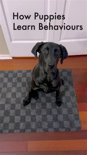 How Puppies Learn Behaviours