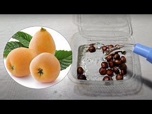 How to Grow Loquat fruit seeds (Eriobotrya japonica)