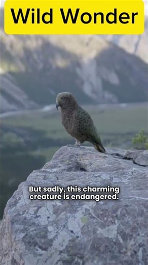“Kea: The Mischievous Alpine Parrot of New Zealand”