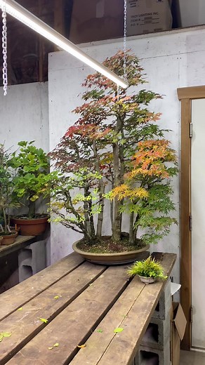 Mature Bonsai Forest Prepares for Winter Season