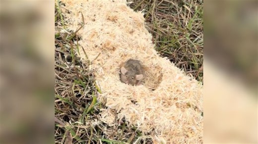 Pet Mouse Dumped Like Trash On Christmas Falls Into The Perfect Hands