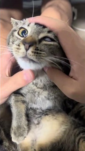 Immersive experience giving medicine to cats Feeding medicine to cats Feeding medicine to cats