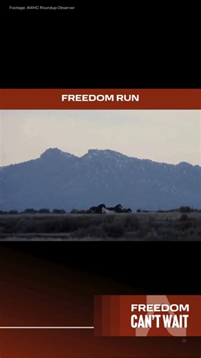 5.8K views · 369 reactions |  Every so often, a wild mustang evades...