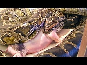 Python Eats Pig in Enclosure