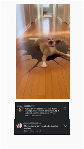 gini nih kelakuan kucing O😱 #shorts