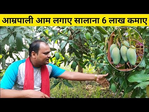 Complete information about Amrapali Mango cultivation Amrapali Mango farming | How to do Mango fa...