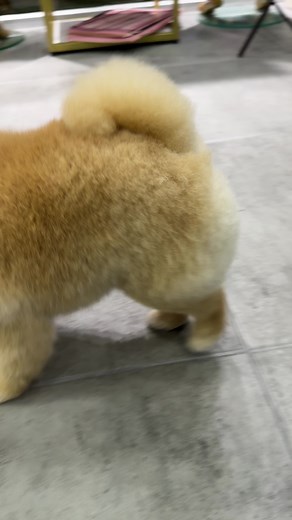 Pomeranian Boo: Eğlenceli Köpek Videoları
